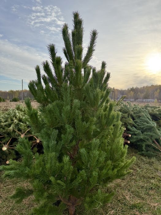 Елки новогдние (сосны)