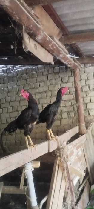 Dakan xoʻrozlar sotiladi