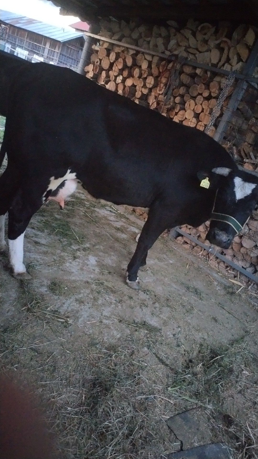 Vaca de lapte de vânzare