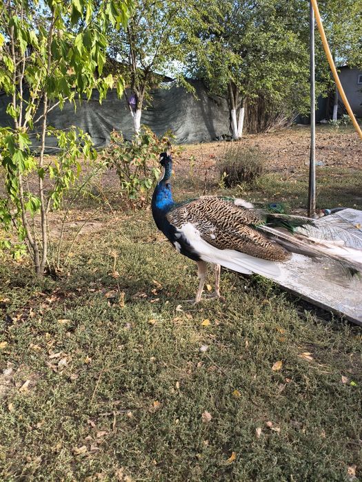 Disponibili puișori păuni 2025