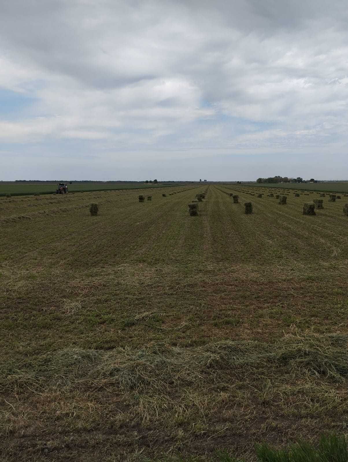 Vând lucernă zona Traianu,Braila