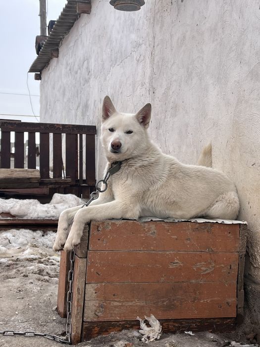 Лайка чисткровный