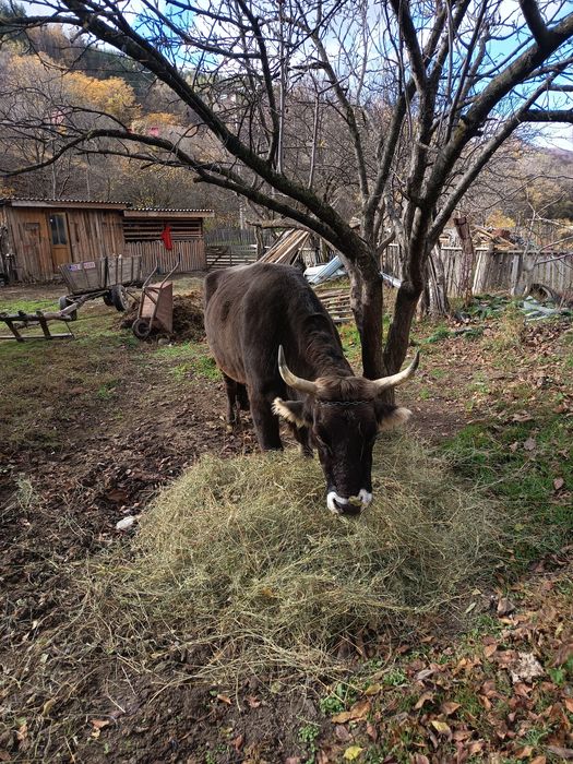 Vând boi 3700euro negociabil