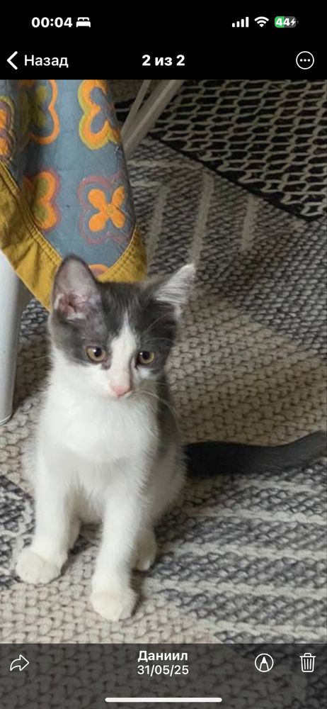 Котик 2,5 месяца