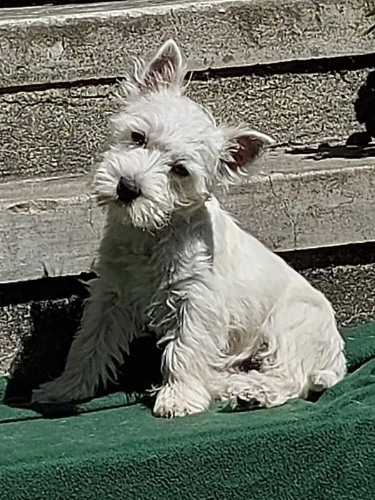 Westie femela pui
