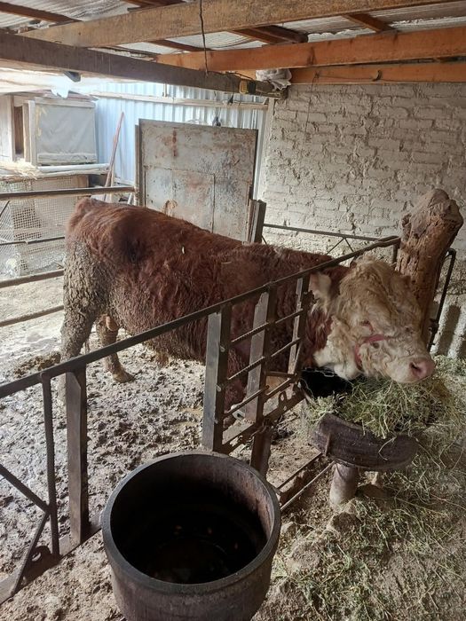 Бука сотилади. .