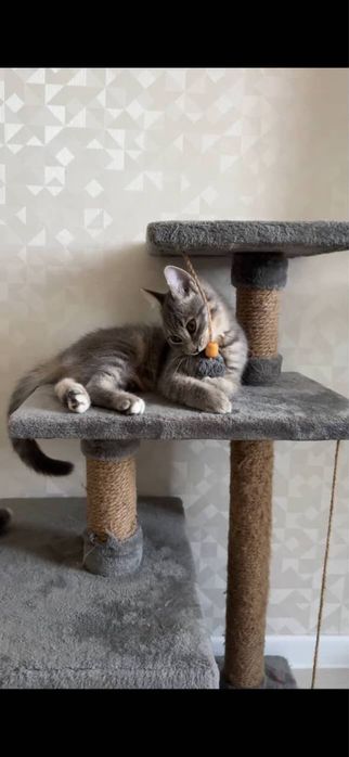 Отдам кошку в добрые руки