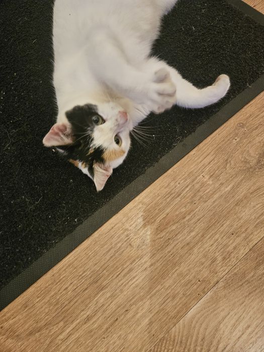 Pisicuta fetita, 6 luni, pentru adoptie Bucuresti-Ilfov
