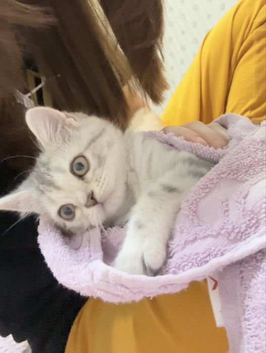 Продаётся породистый котёнок в комплекте с лотком и наполнителем