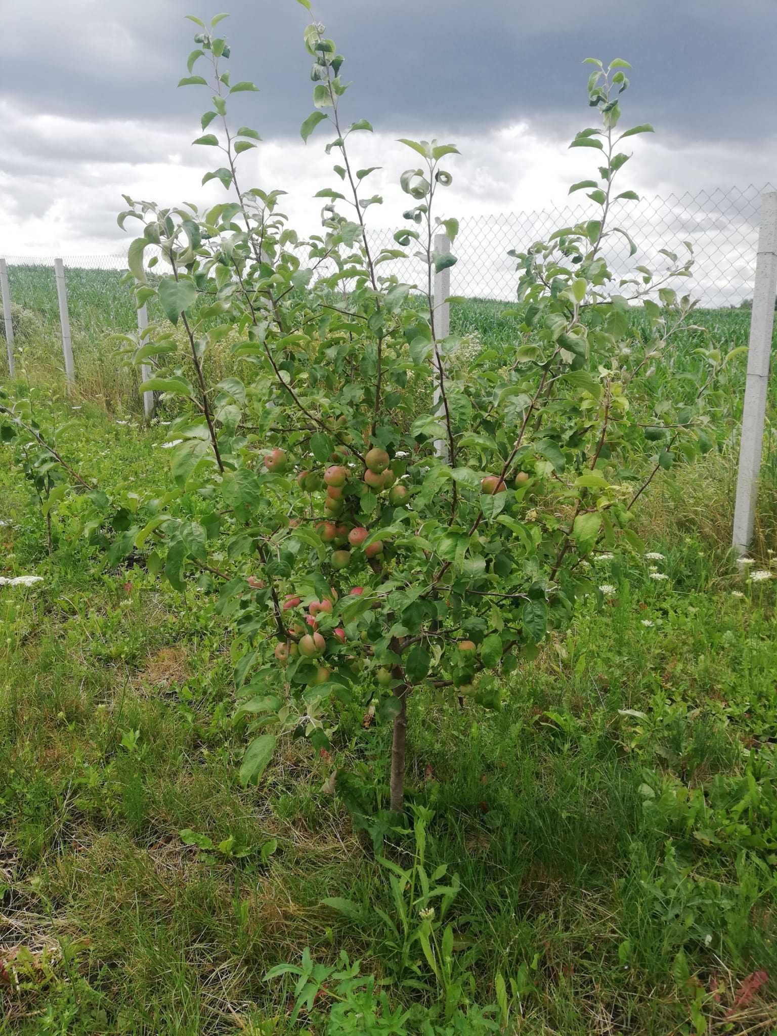 Vand teren cu livada Trei Movile, Scheia