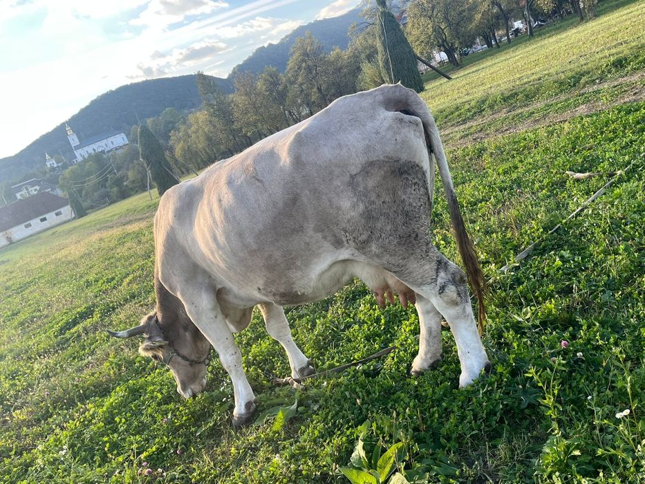 Vând vaca gestanta