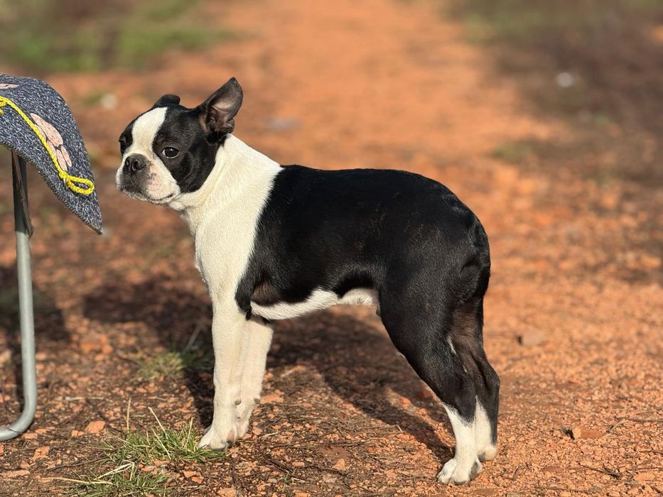 Boston terrier puiut
