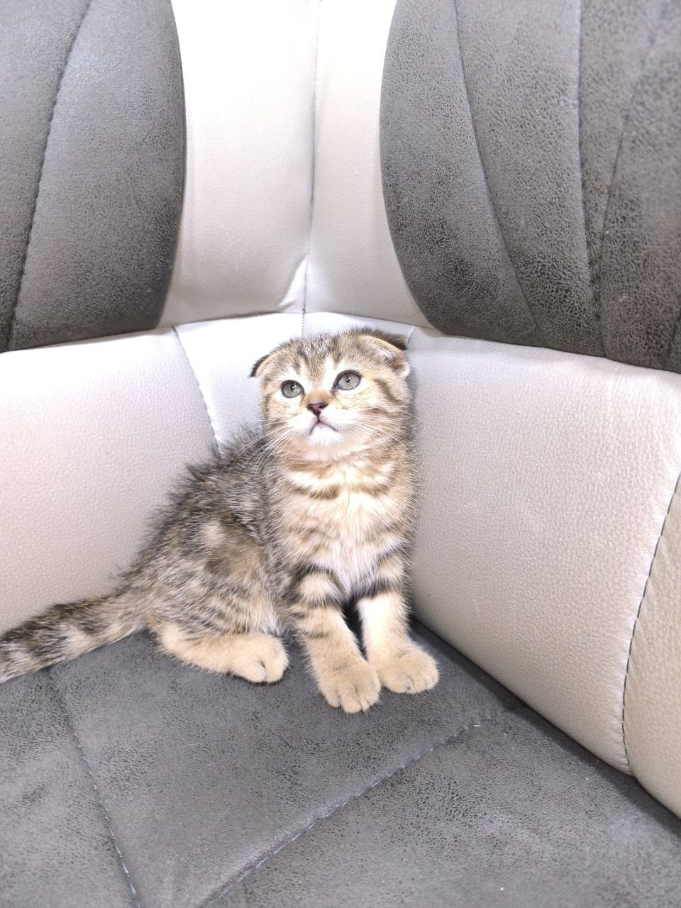 Британские мраморные котята