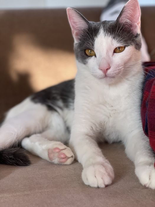 Дом для кота Гэндальфа