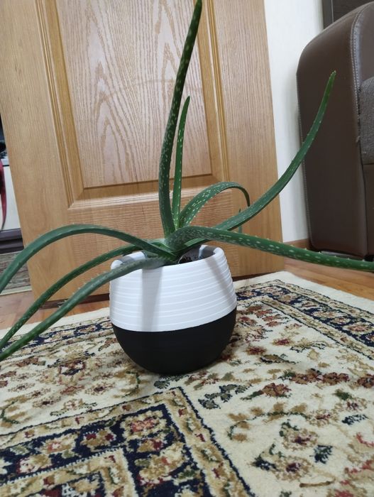 Алоэ лечебный (столетник)