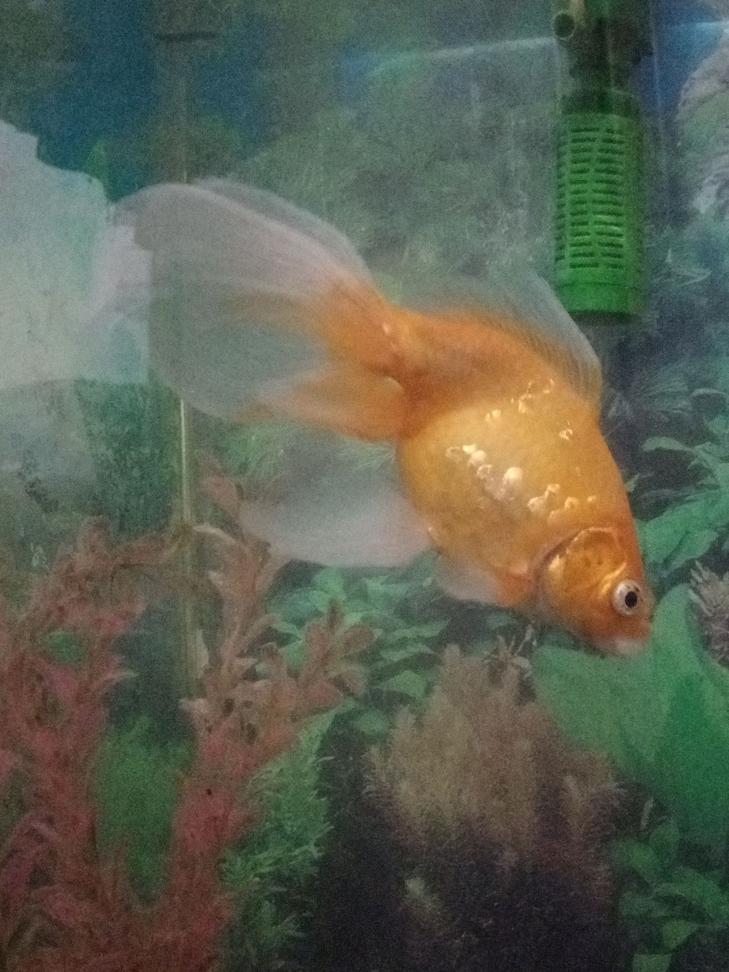 золотая рыба с аквариумом