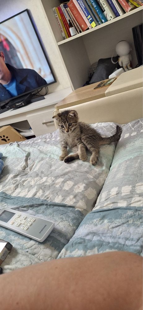 Отдам котят в добрые любящие руки