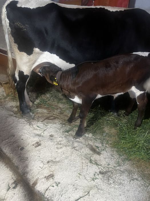 Vand vaca gestanta in 3 luni
