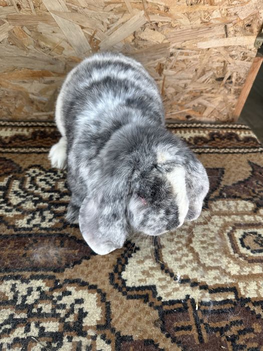 Iepuri berbec german