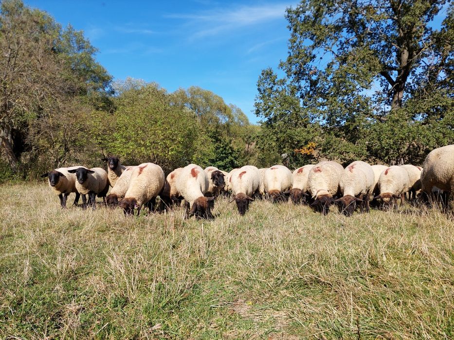 Oi metis Suffolk rasa carne