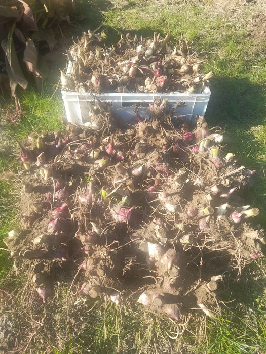 Super oferta! Vand rizomi ( bulbi ) de canna indice, aclimatizati