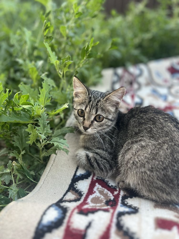 Котик,1 годик,девочка