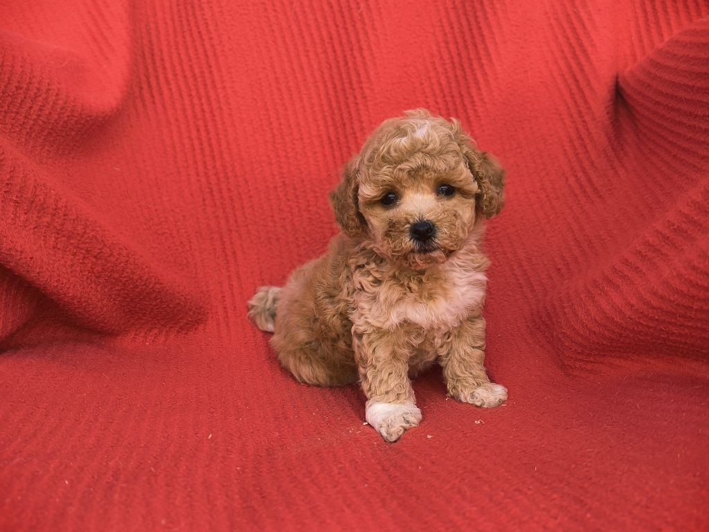 Vand baietel maltipoo f1 mini toy