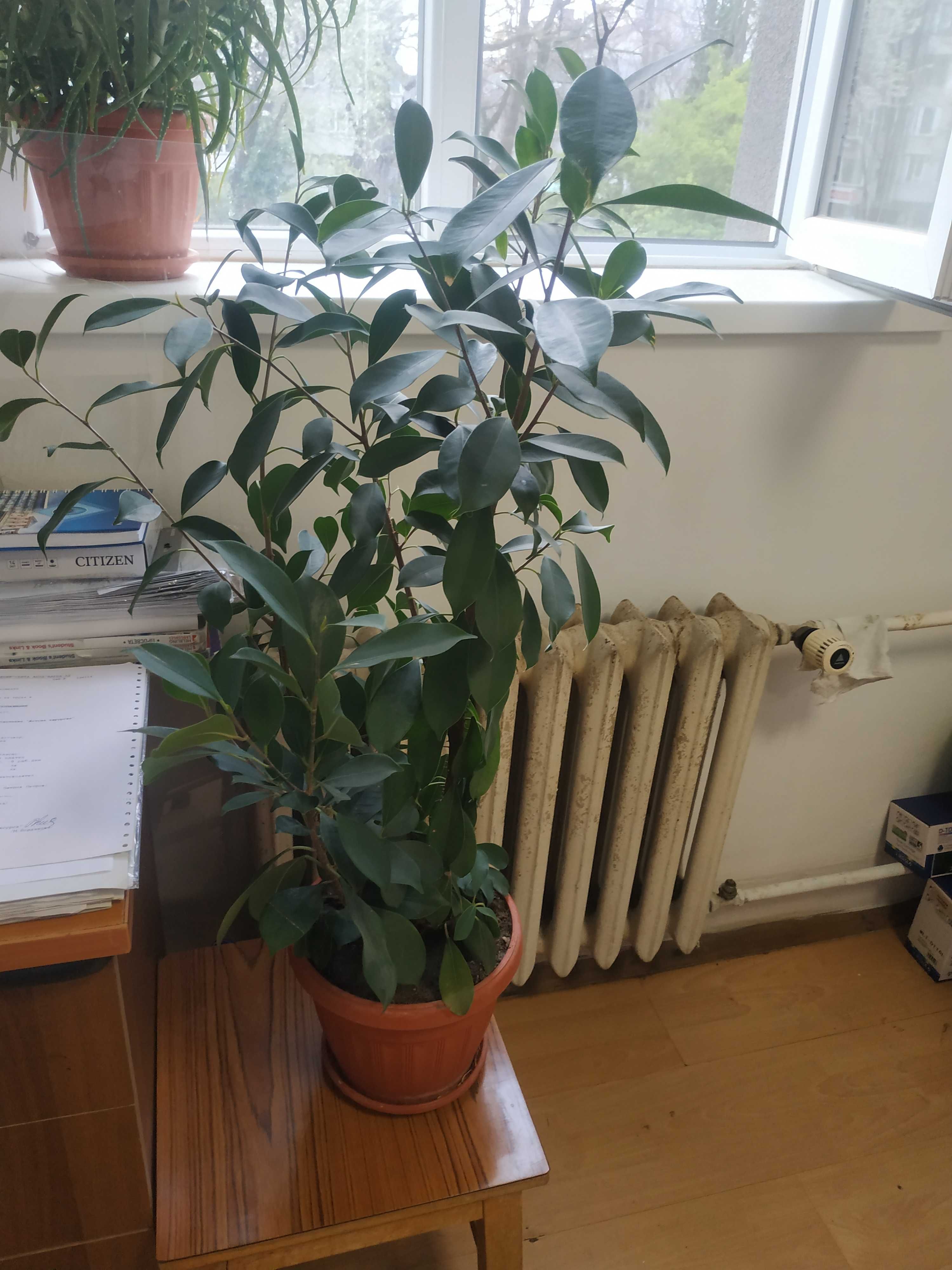 Продавам  алое и бенджамин