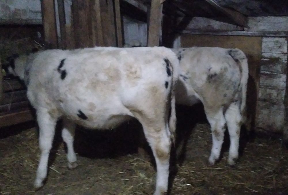 Vițea bună de Vînzare