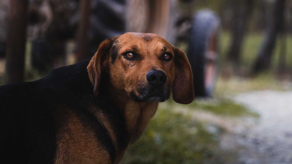 Sony A6400 Kit 18-135mm F/3.5-5.6 (în garanție) + Sigma 16mm F/1.4
