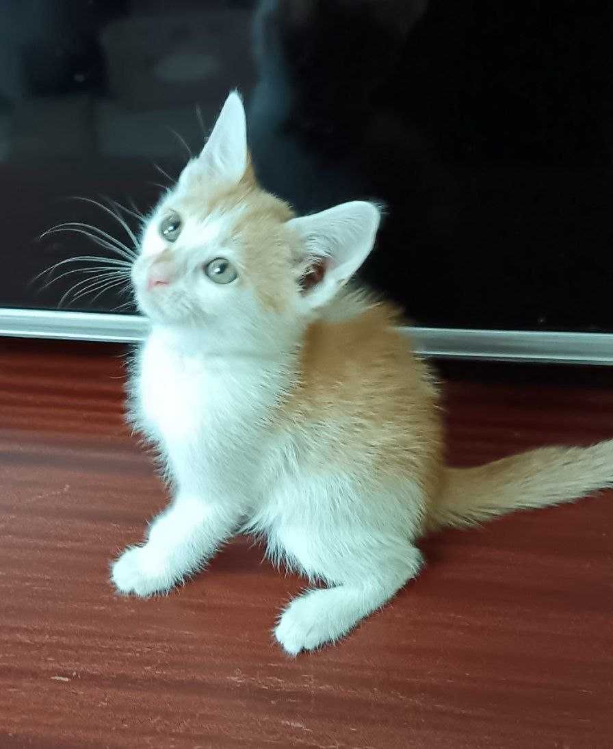 Продаю котенок(мальчик)