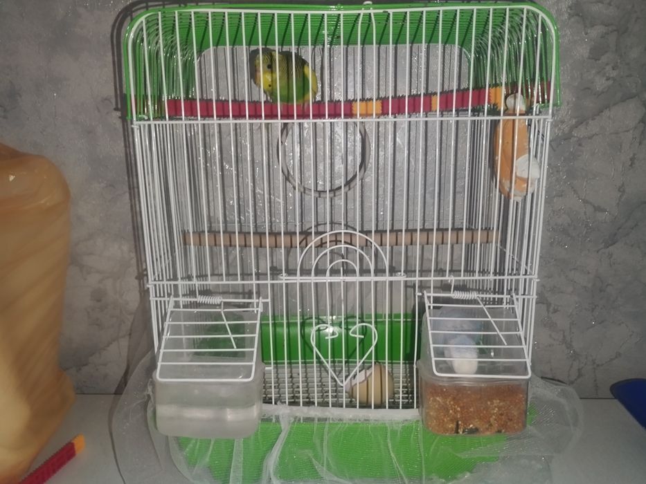Волнистый попугай пары с сеткой