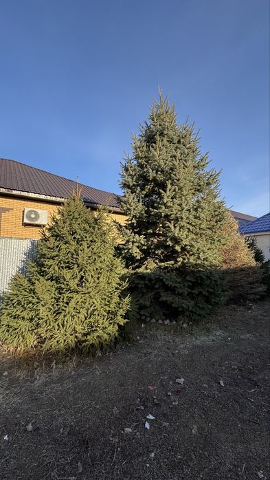 Продам Ёлку от 200.000тг
