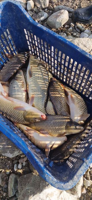 Зарибителен материал