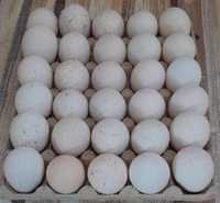 Vând oua curci românești crescute natural BIO
