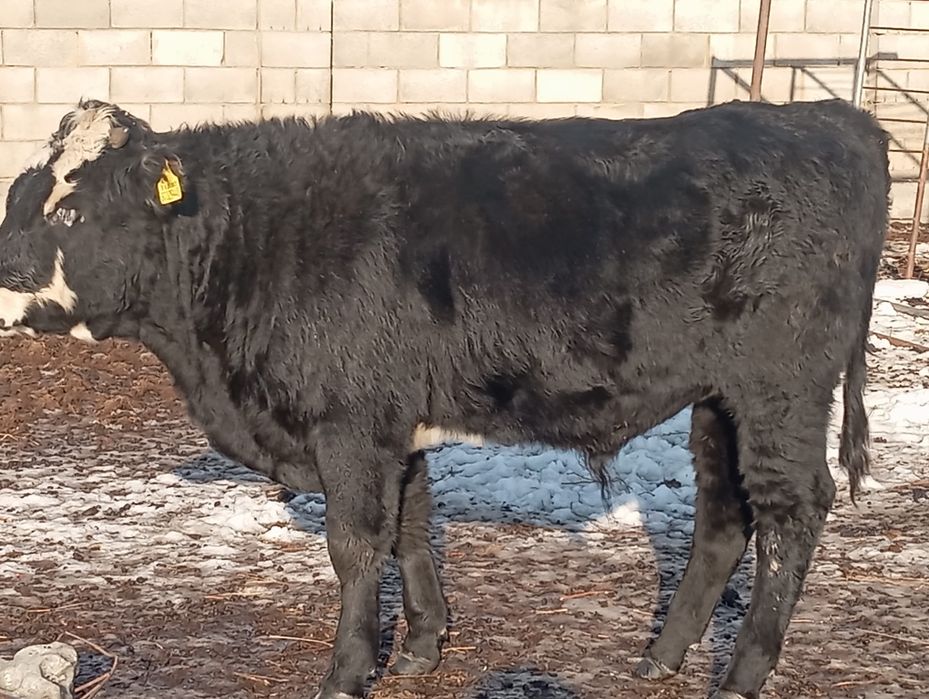 Февральский подсос бычок