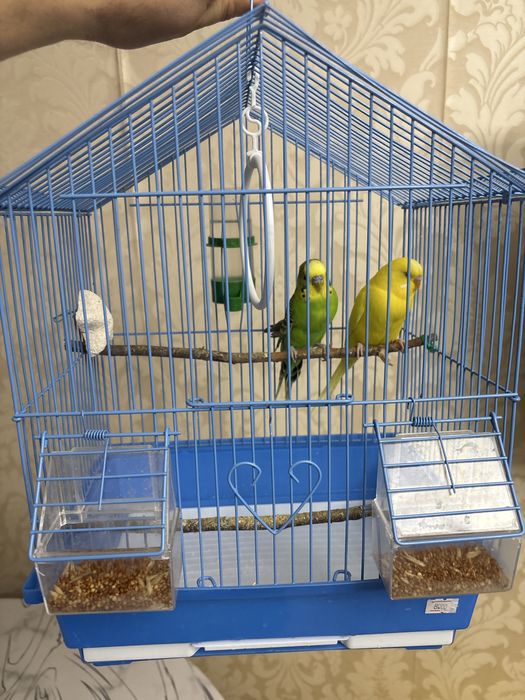 Продам двух папугаев