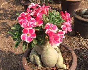 Adenium - Trandafirul Desertului De Vanzare