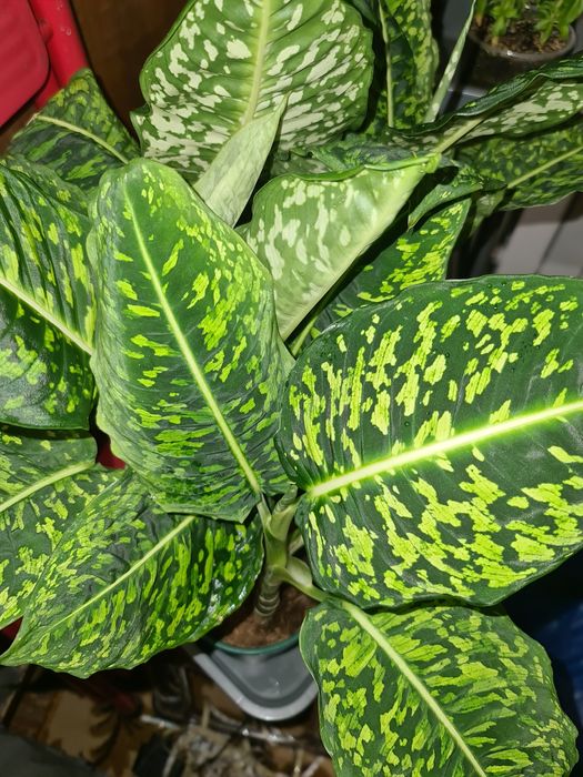 Диффенбахия сорт "Рефлектор"