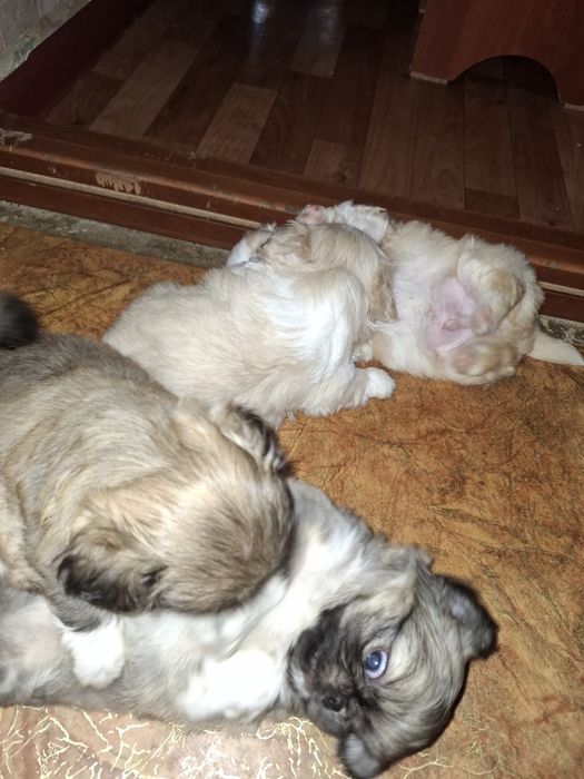 Щенки Пекинеса чистокровки