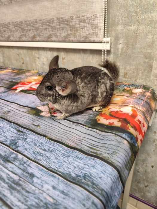 Chinchila șinșila tinere