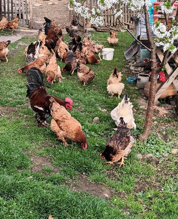 Vând găini și cocoși