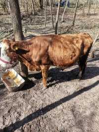 vaca de vanzare in Milcoiu