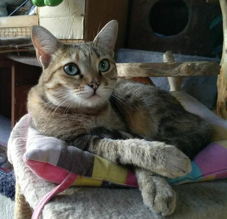 Кошечка Маргошечка с доставкой!