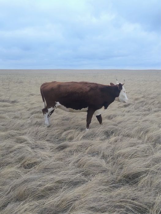 Продам корова с теленкам подсос