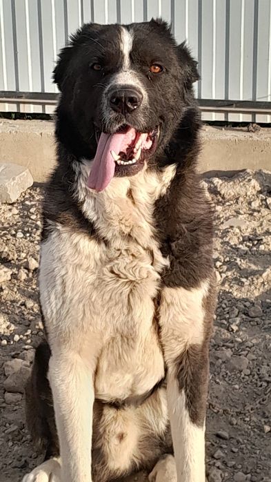 Продается Собака порода Алабай