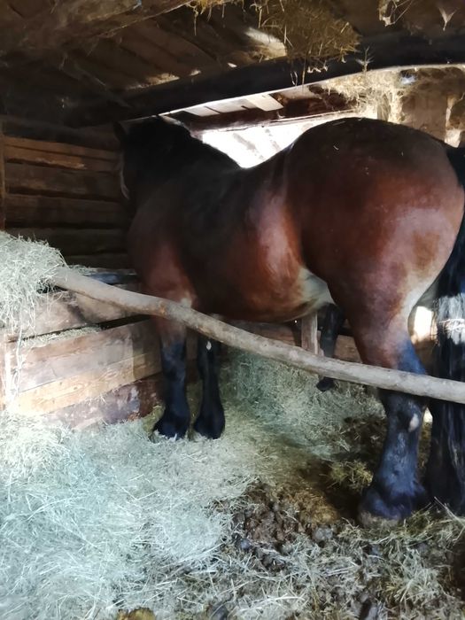 Vând mânză și mânz