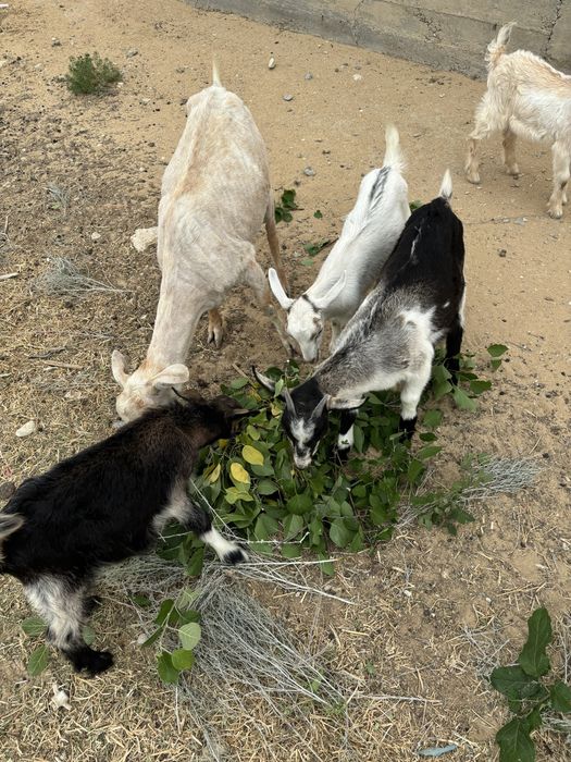 Занен тұқымды ешкі