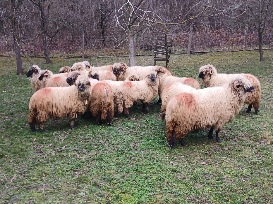 Vând 10 oi și un berbec.