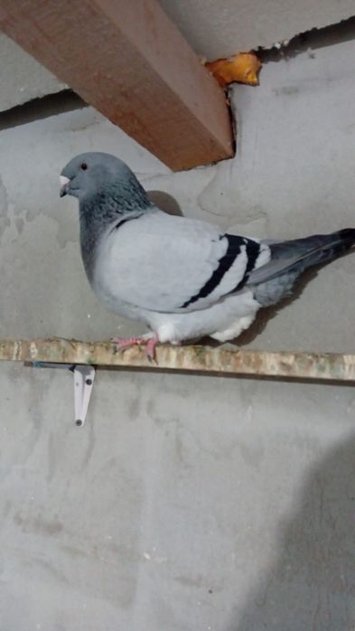 Voiajori standard de frumusețe